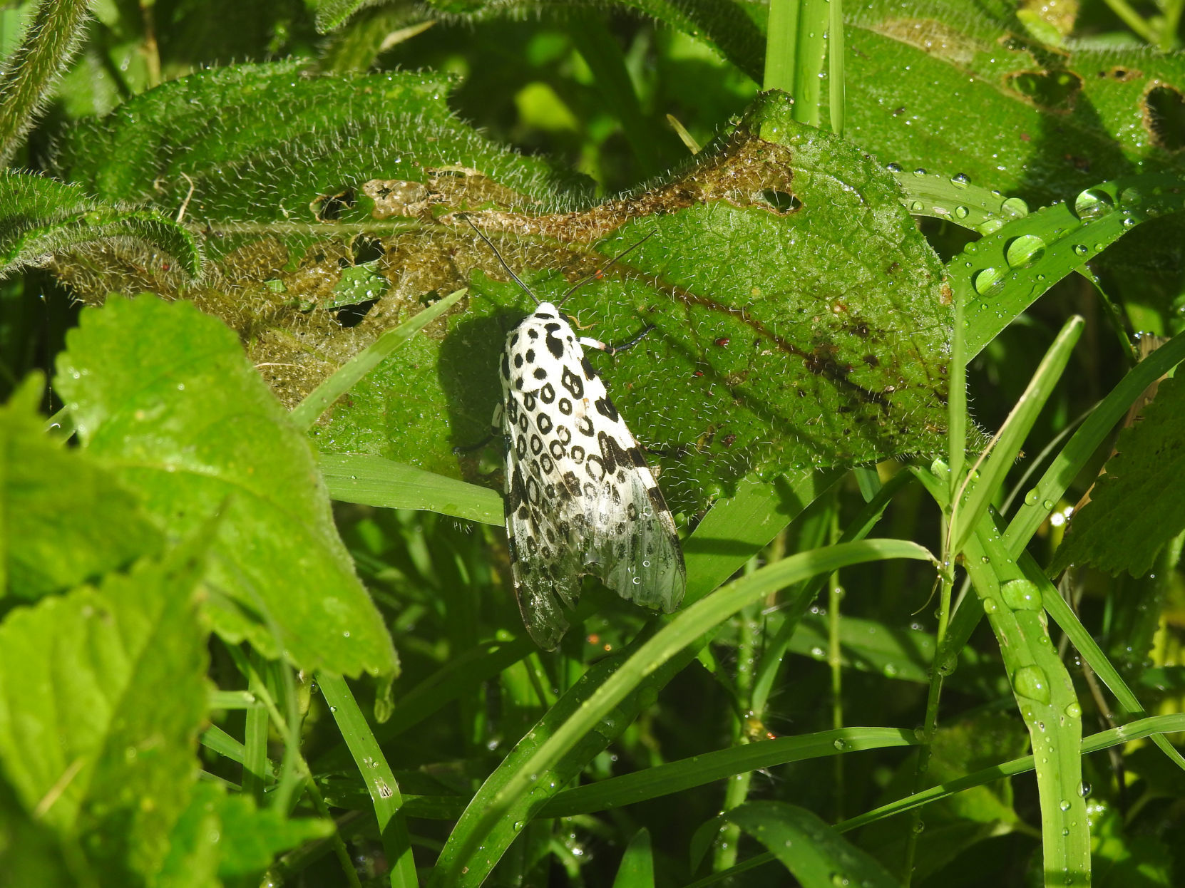 Leopard moth